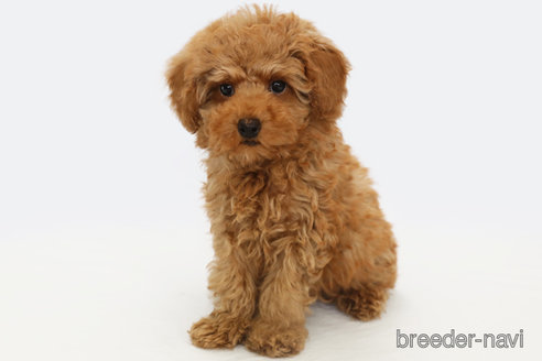 成約済の神奈川県のトイプードル-300278の1枚目